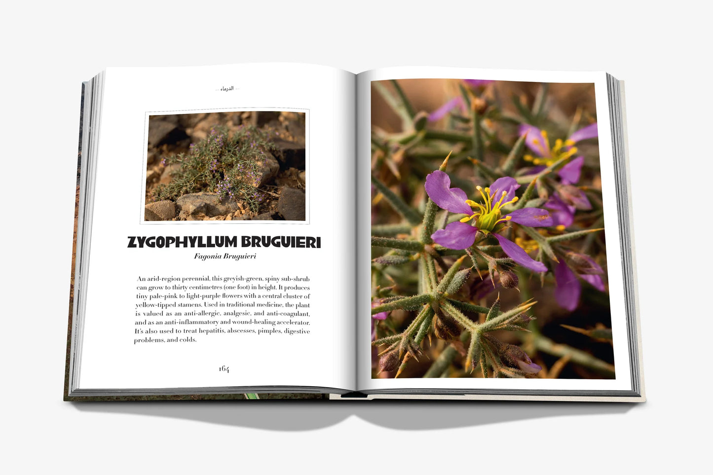AlUla Flora