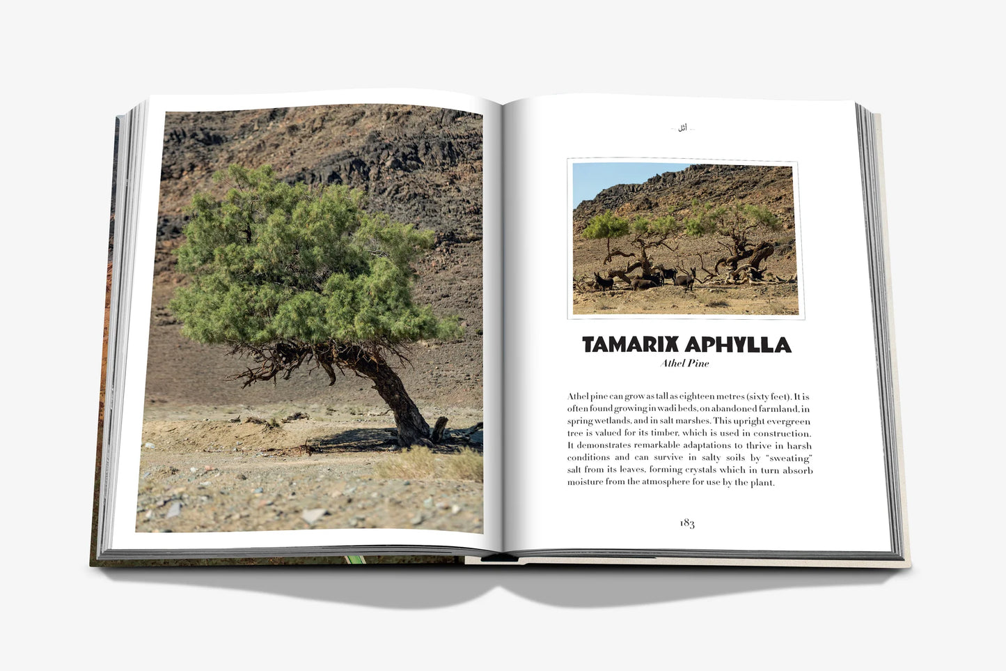 AlUla Flora