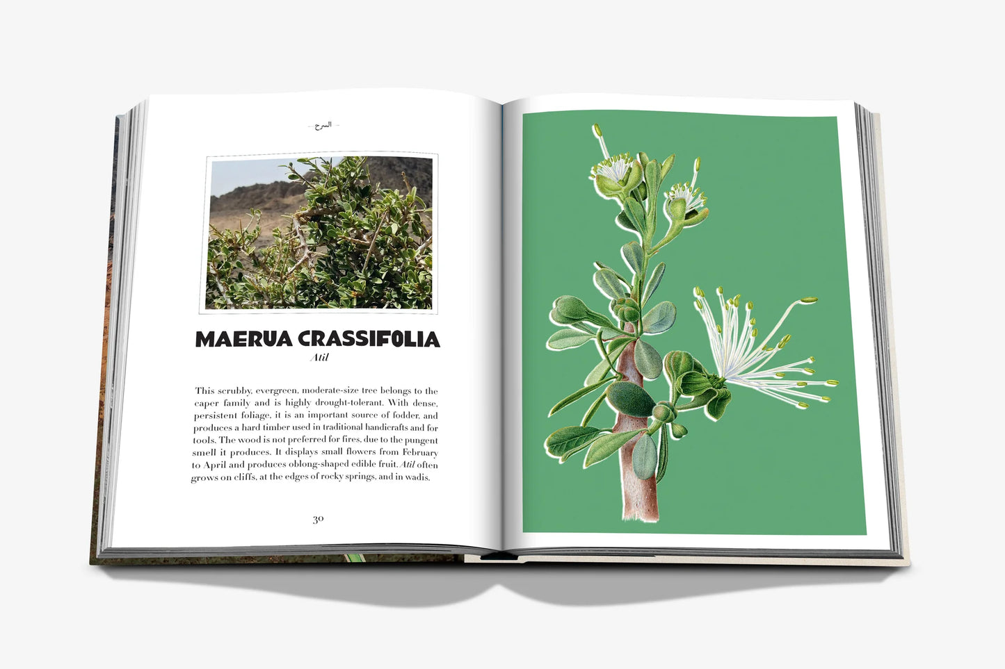 AlUla Flora