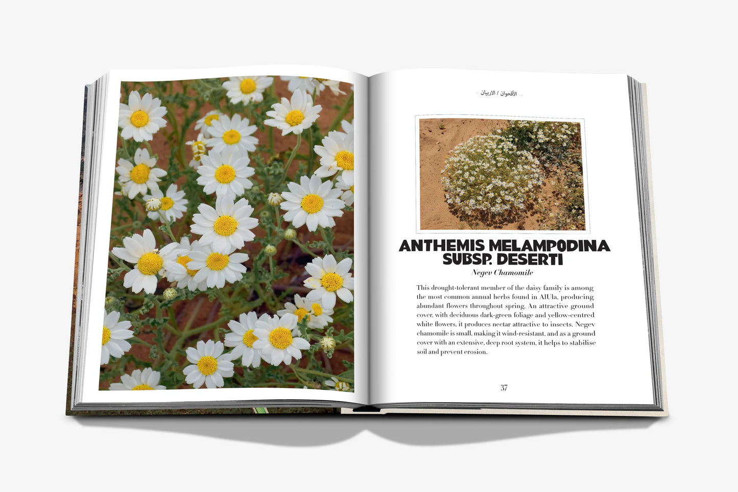 AlUla Flora