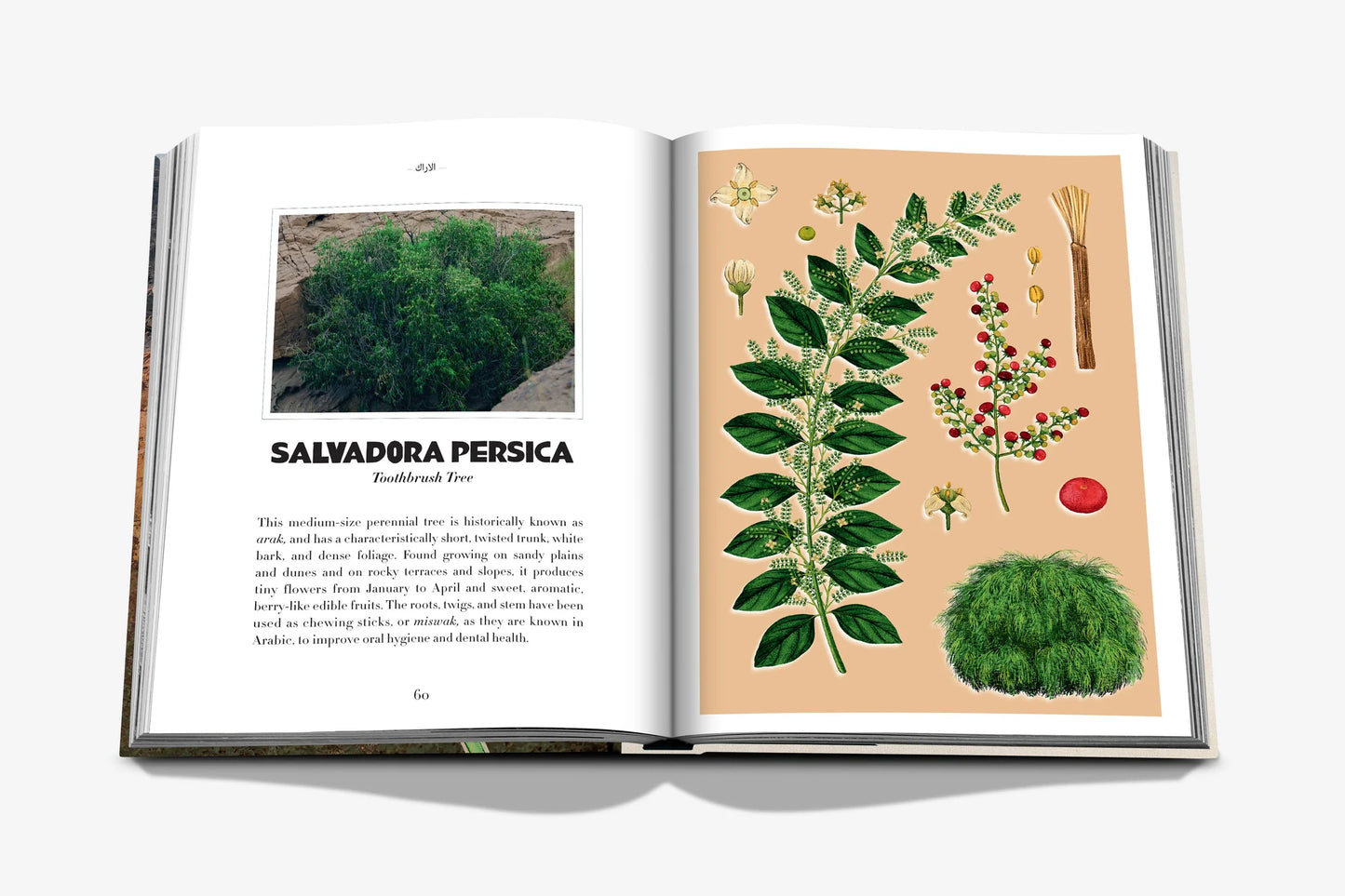 AlUla Flora