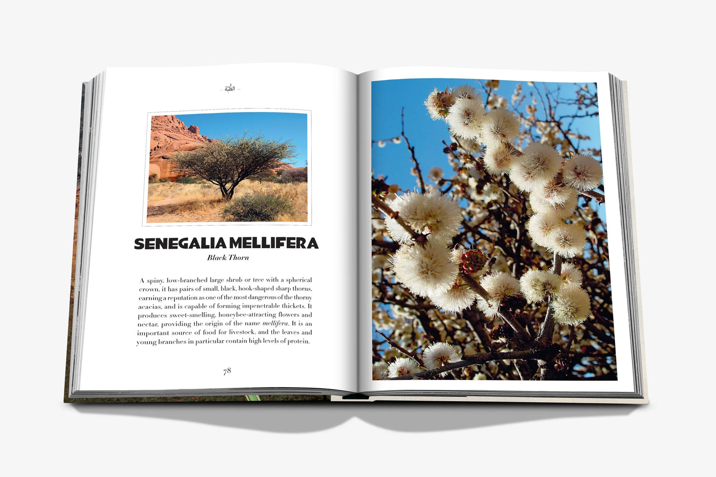 AlUla Flora