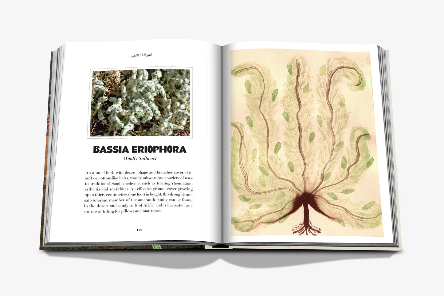 AlUla Flora