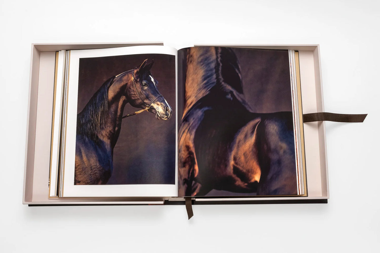 Kingdom of Saudi Arabia Series Horses from Saudi Arabia