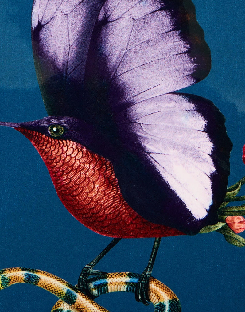 Butterbird Navy in Cork Disk Placemat set of 6